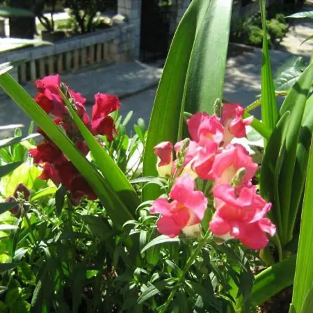 Appartement Elelu Dubrovnik